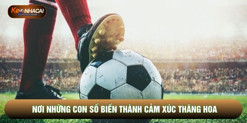 Nơi những con số biến thành cảm xúc thăng hoa